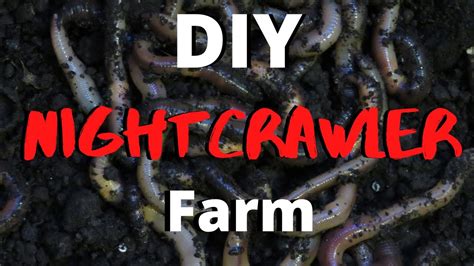 Diy Nightcrawler Farm